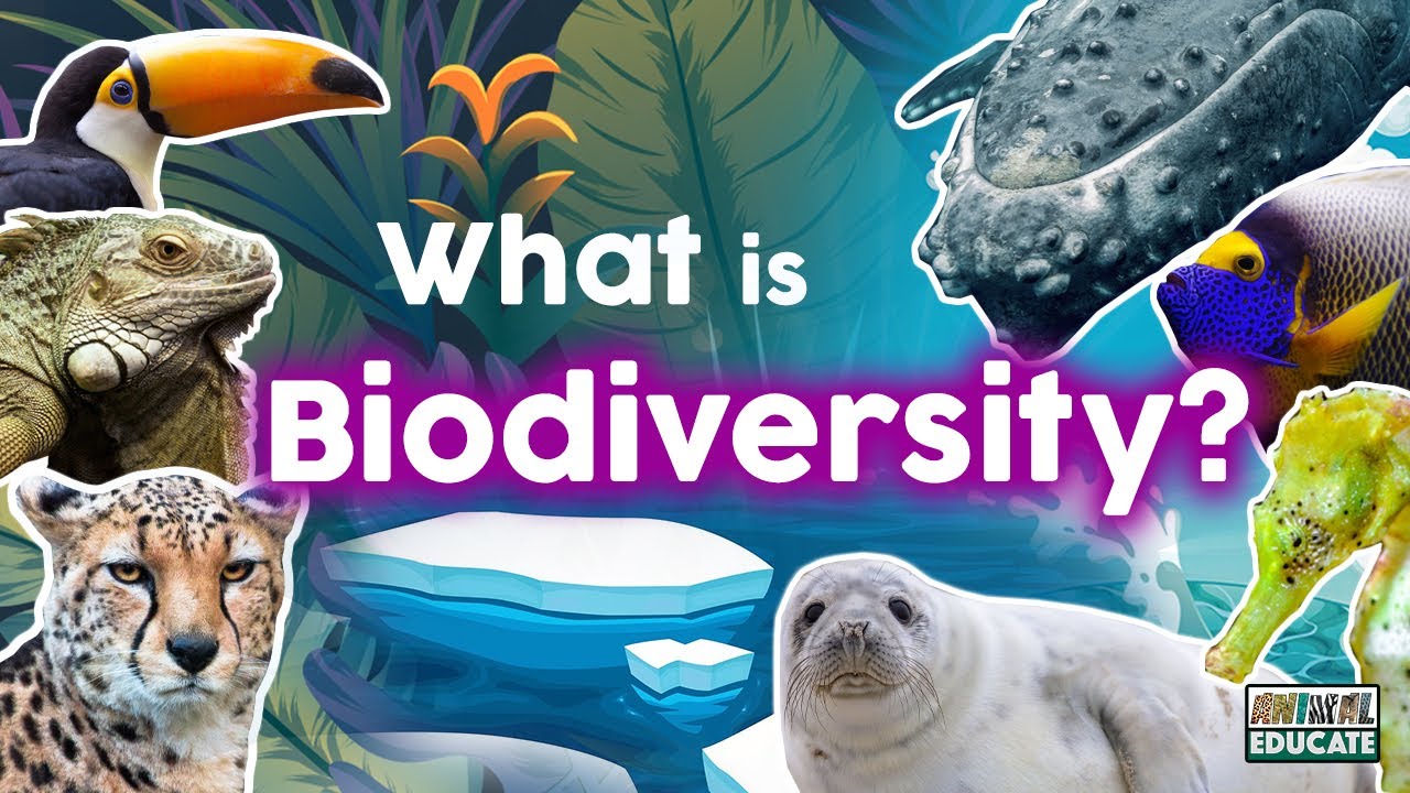 Что такое биоразнообразие? 🐍 🐋 🦈 🐊 🐅 🦍 🕷🌳 🌎