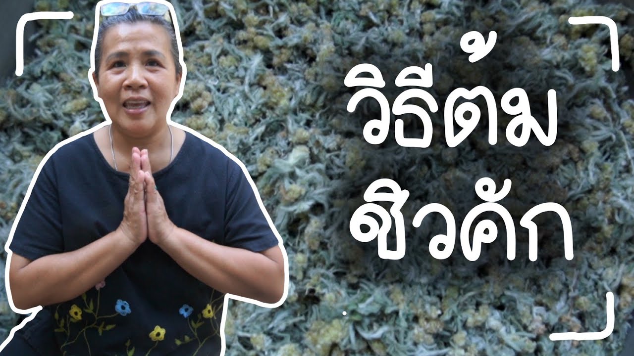 วิธีต้มหญ้าชิวคัก ( ไว้ทำขนมเทียน )