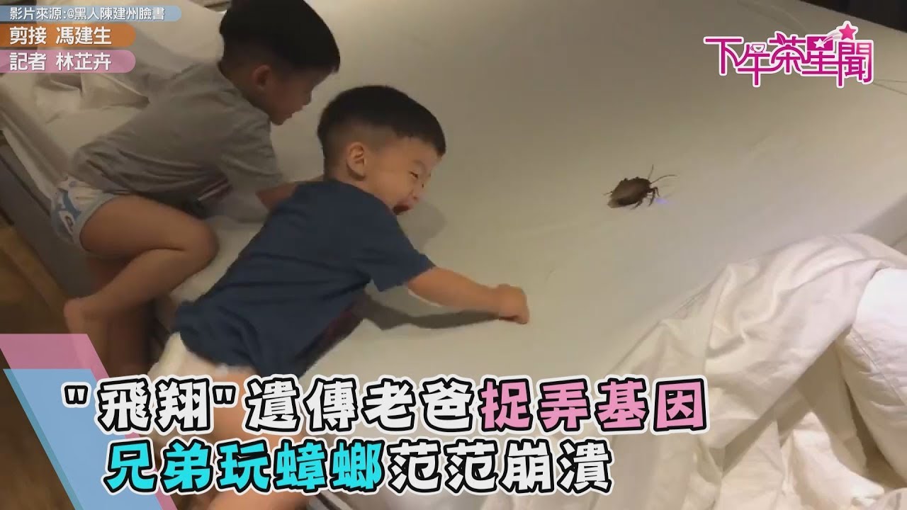 「飛翔」遺傳老爸捉弄基因　兄弟玩蟑螂范范崩潰