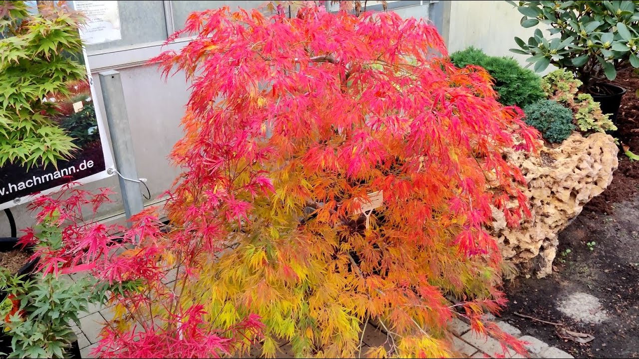 Japanese Maples - Fall Color Festival 2021 (part 2) at Baumschule Hachmann (Nursery)