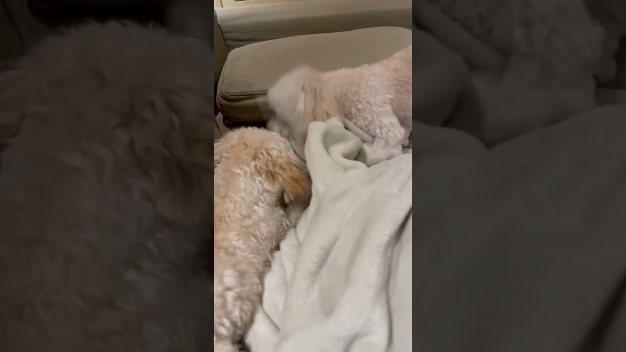 Intense fighting over their brothers sock!!! 😂😂😂 