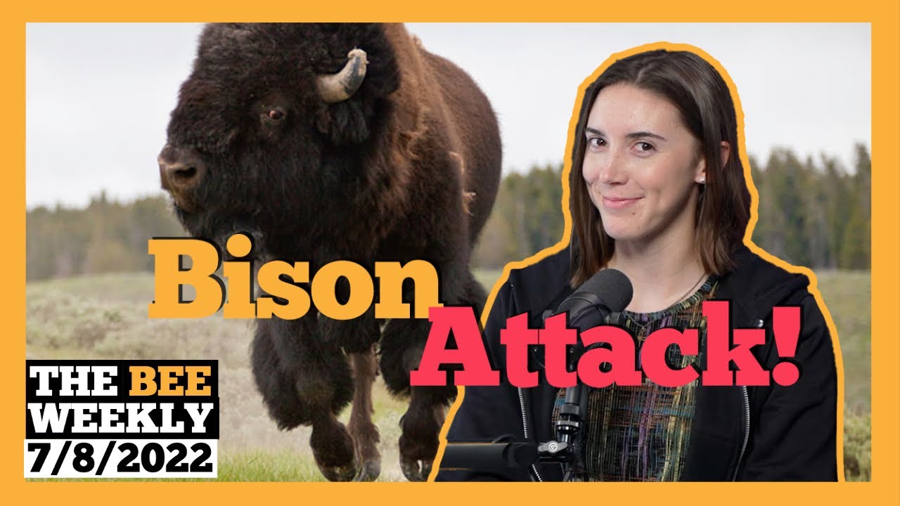 The Bee Weekly: Top Ten Comedy Shows and Bison Attack!