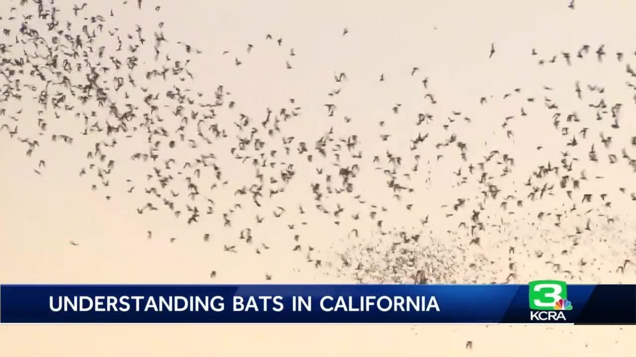 Bats are an important part of Northern California's ecosystem, but their population is declining