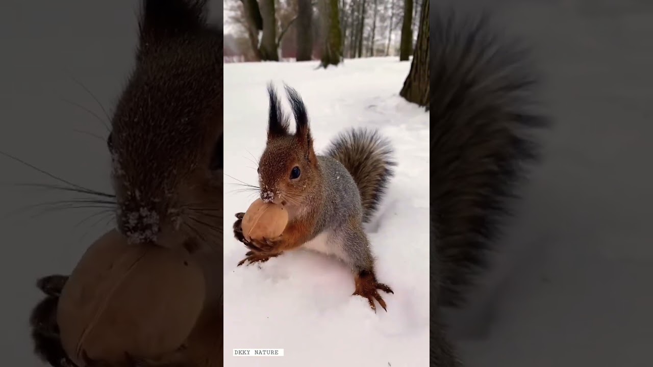 #shorts Red squirrel in snow? yes please!🐿️❄️