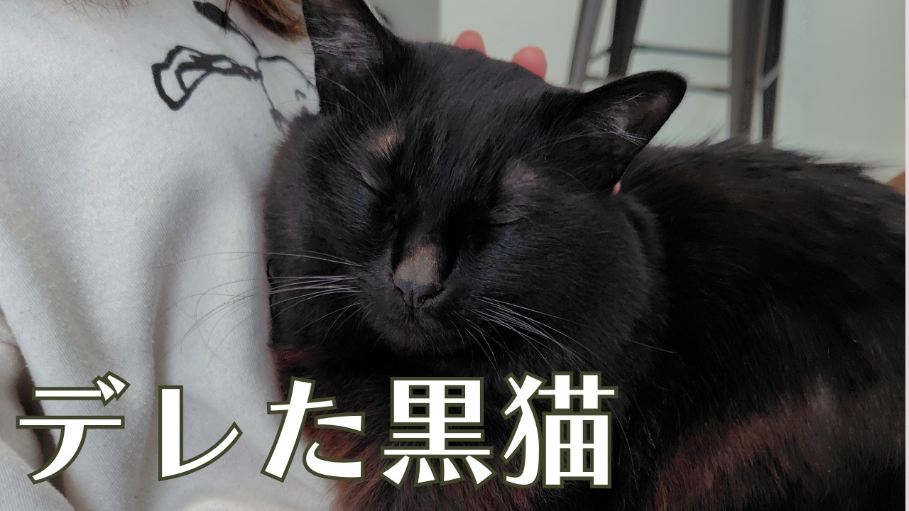 ついにデレた！？最近ツンツンだった飼い主に対して、久しぶりにデレた黒猫がこちらｗｗｗ【日常Vlog with BlackCat】