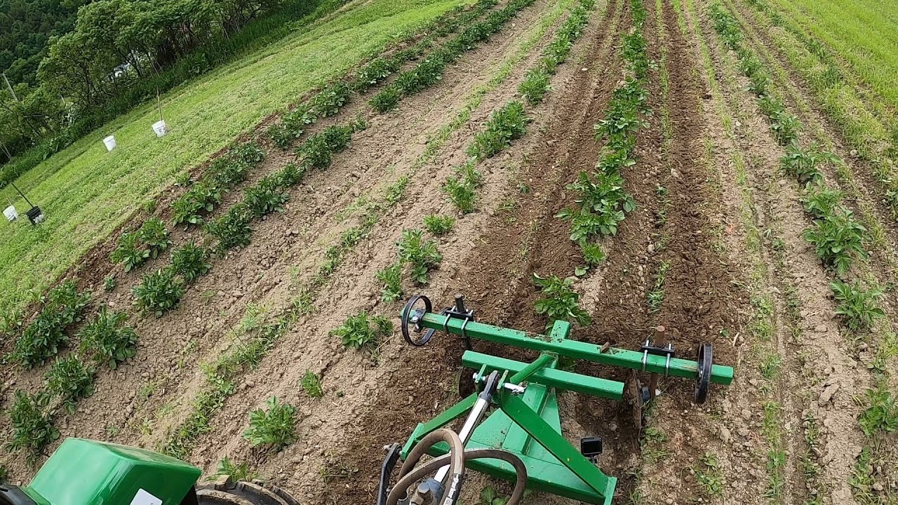 So....... we decided to hill the potatoes a second time!!