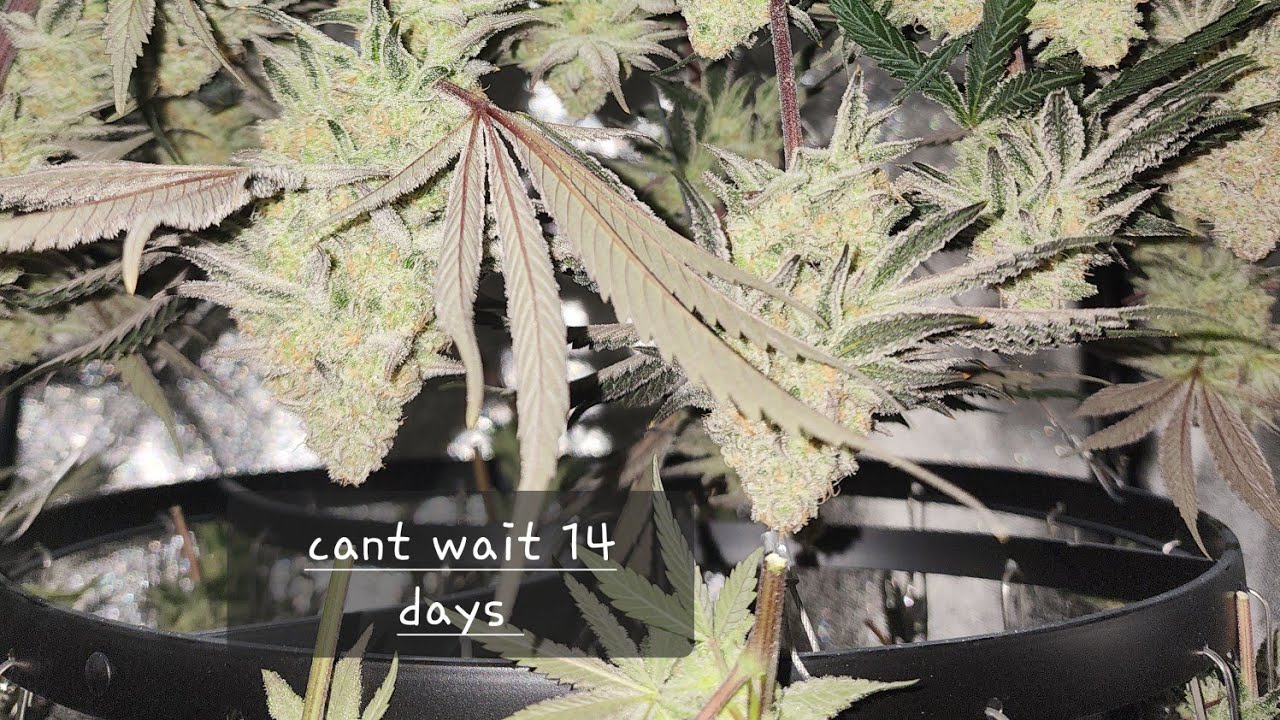Dry tents are full again!!! Harvest Day for flower tent #1