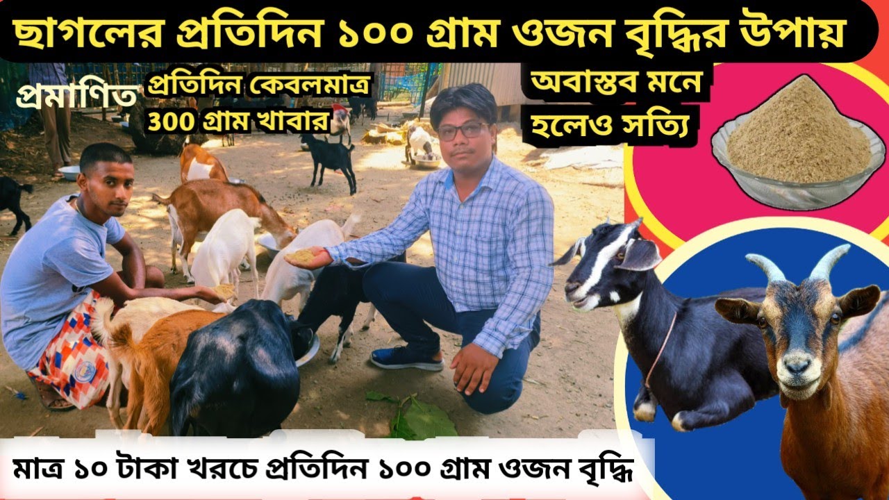 সহজে ছাগলের ওজন বৃদ্ধি | ছাগল পালনের সঠিক পদ্ধতি | Best feed for goat weight gain | Dakua Goatfarm