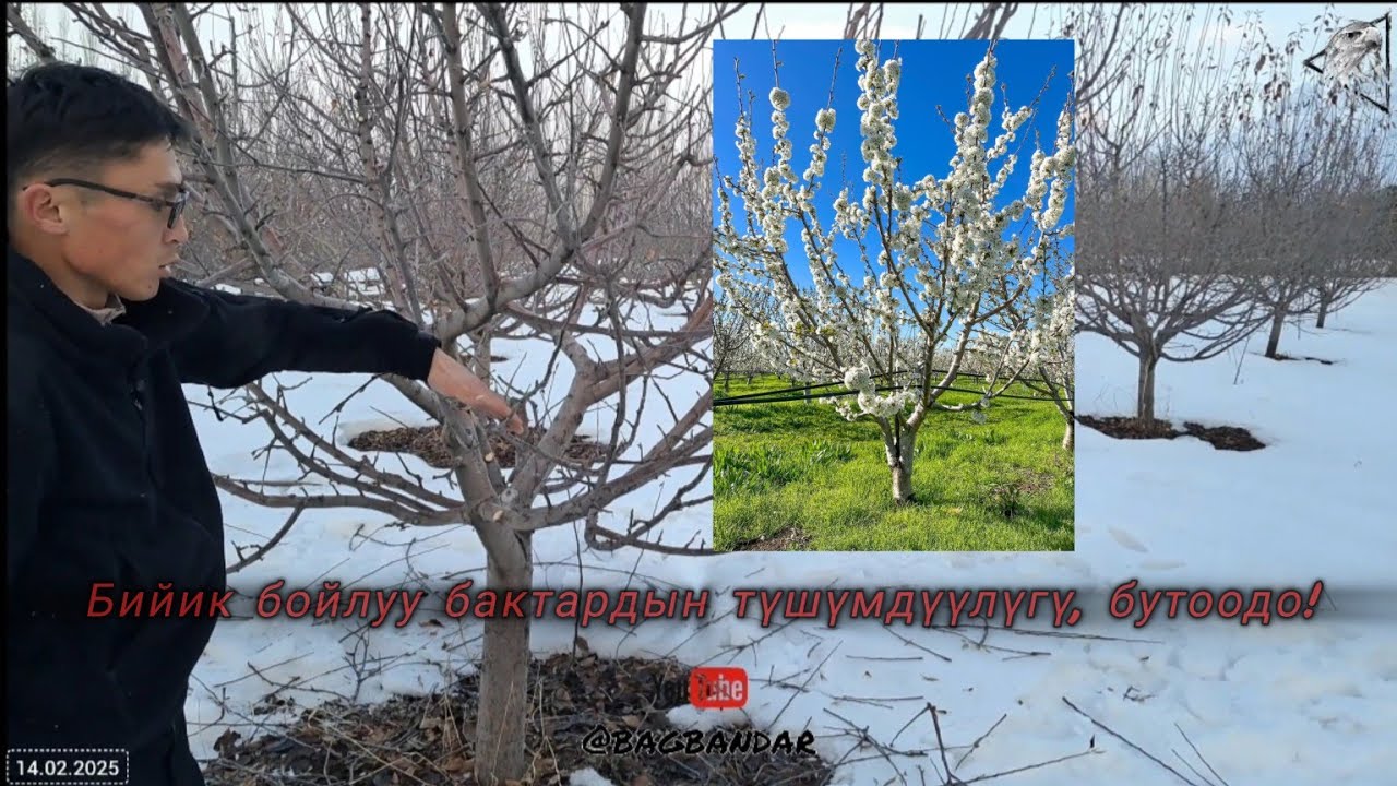 Алма бактарды туура бутоо. Улучшенная чаша / KGВ / Испан бутоосу.