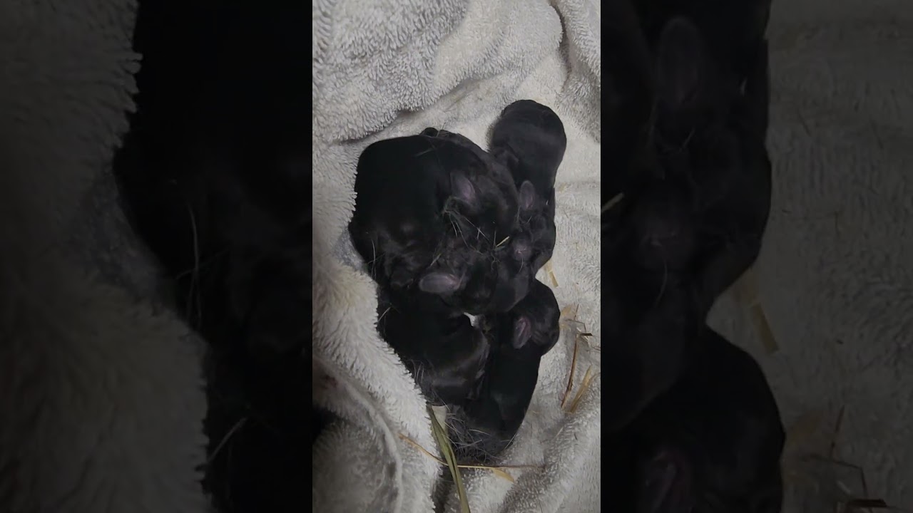 Mopsy and Flopsy babies            