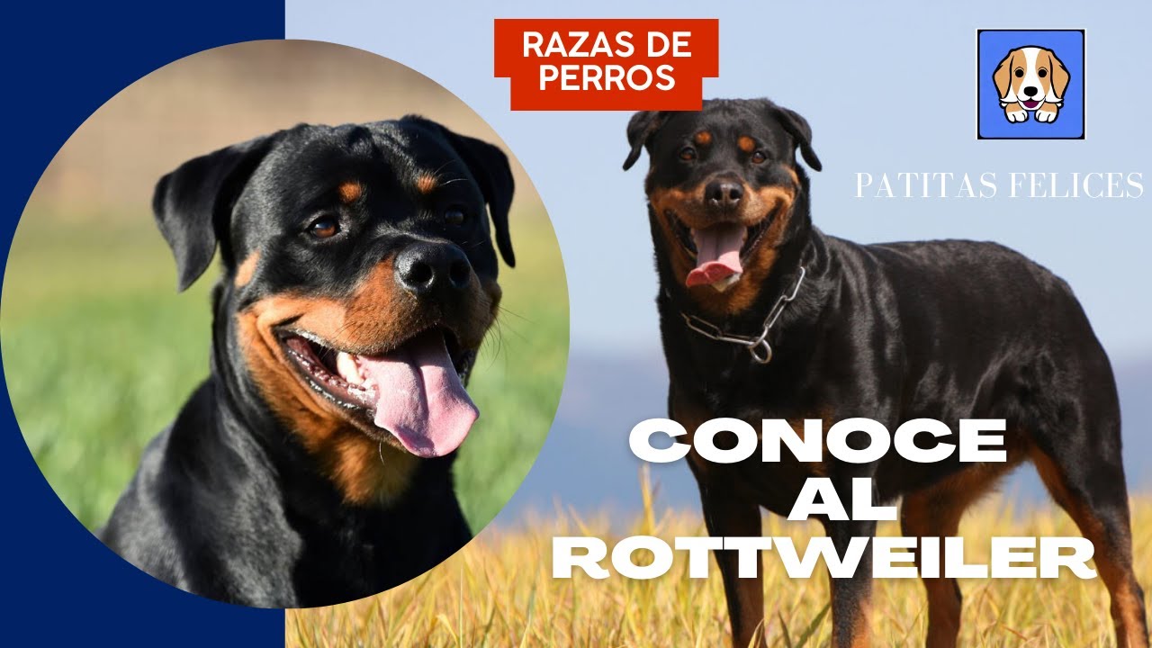 Rottweiler: una raza de perros de trabajo alemana conocida por su lealtad y fuerza física