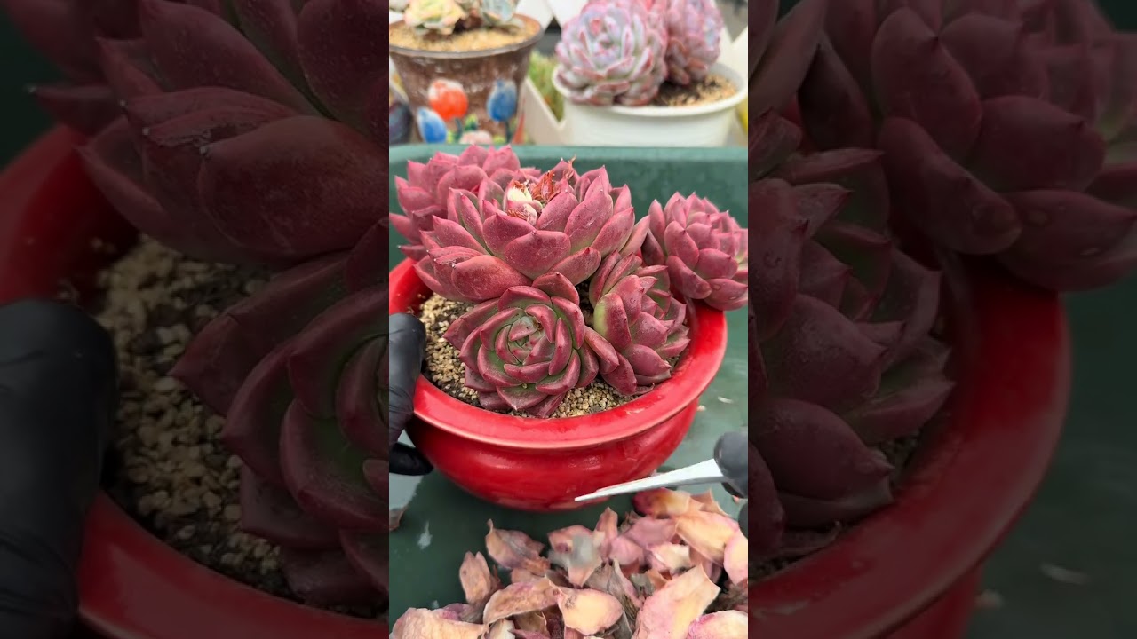 Peeling Succulent Leaves &mdash; So Satisfying!