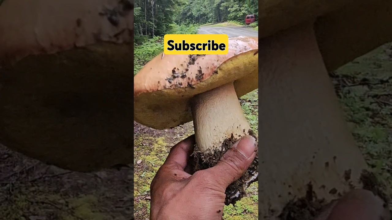 Spring King (boletus rex-veris) Roadside. #nature #shorts #bolete #fungi