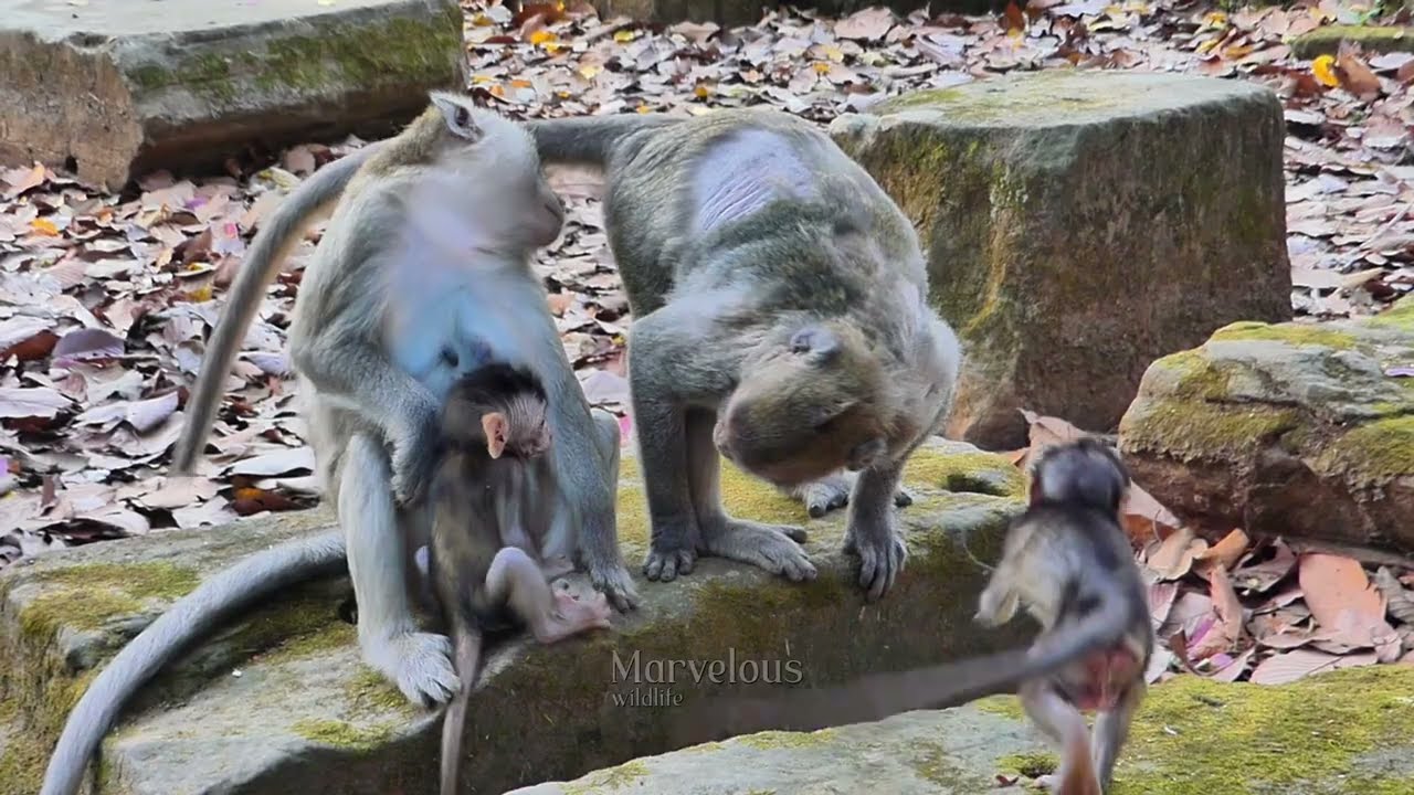 Wow...! Great baby Jiva high t/olerancee without c/riess while momma Jinx b!tess, Jazzy's family
