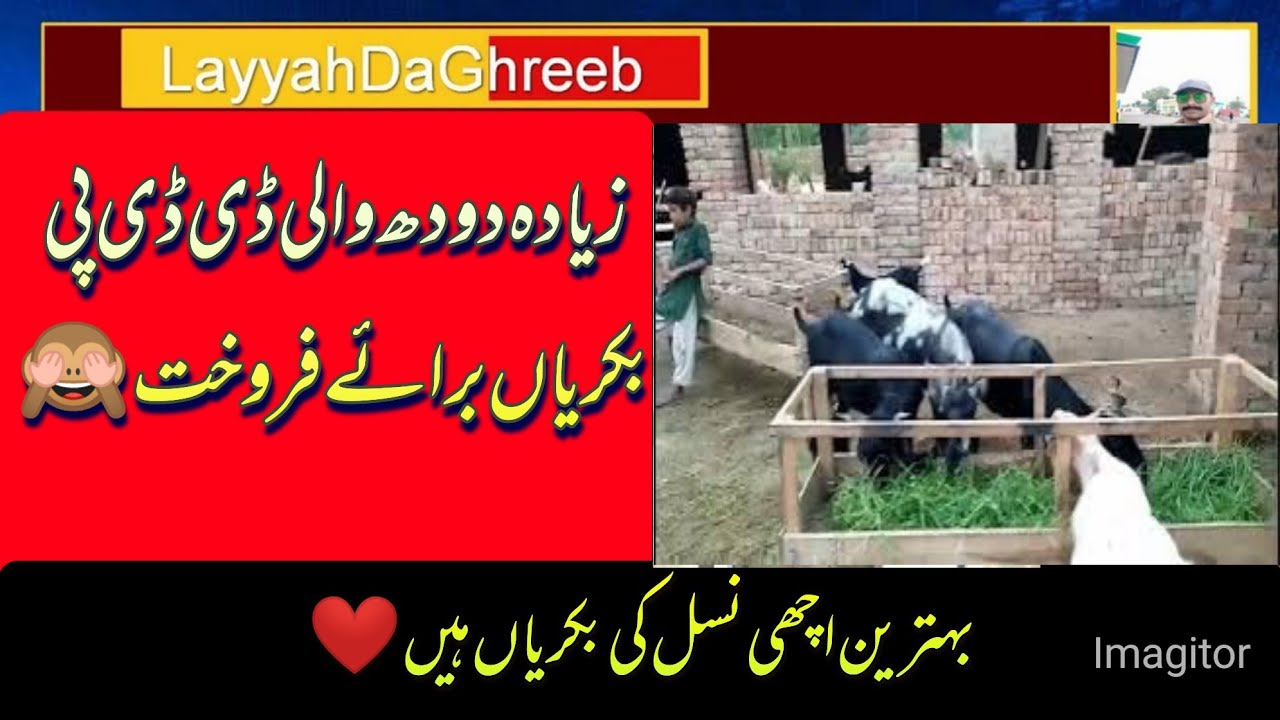 DDP daira deen panah wali bakryan ziada doodh deny wali ddp bakriyoon ki video 😇