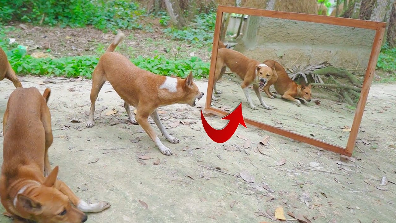 Angry dog vs mirror reaction | Dog is very angry on mirror | Fighting moment