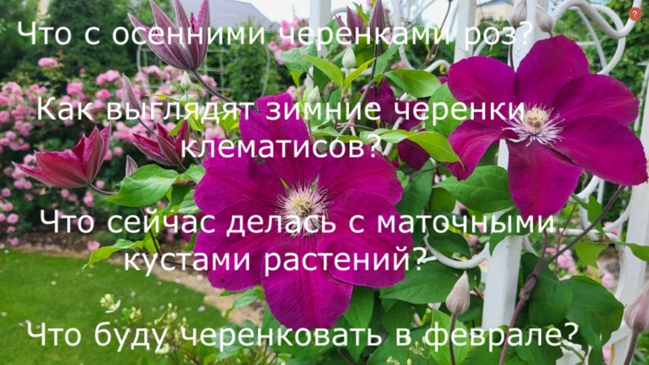 Итоги осеннего и зимнего черенкования клематисов и роз.