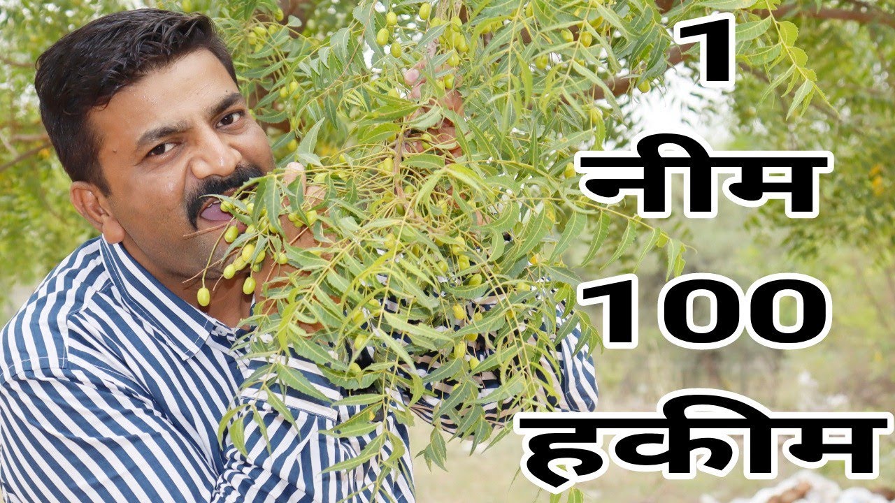 पशुओं की बड़ी से बड़ी बीमारियों का#फ्री में इलाज कर देता है #Neem #cattle natural treatment #नीम