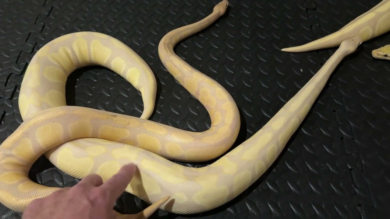 BALL PYTHON COMPARISON - Lavender Albino vs Banana Lavender Albino