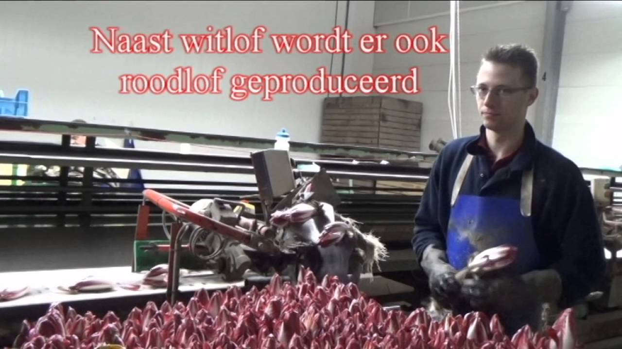 Witlof wortels sorteren, zetten, oogsten en verpakken van witlof