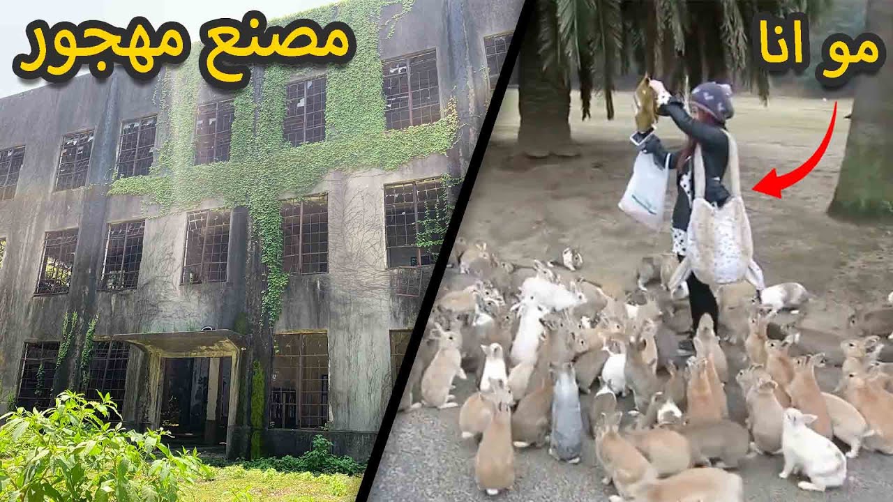 جزيره مهجوره يسكنها الارانب 🐰❗️