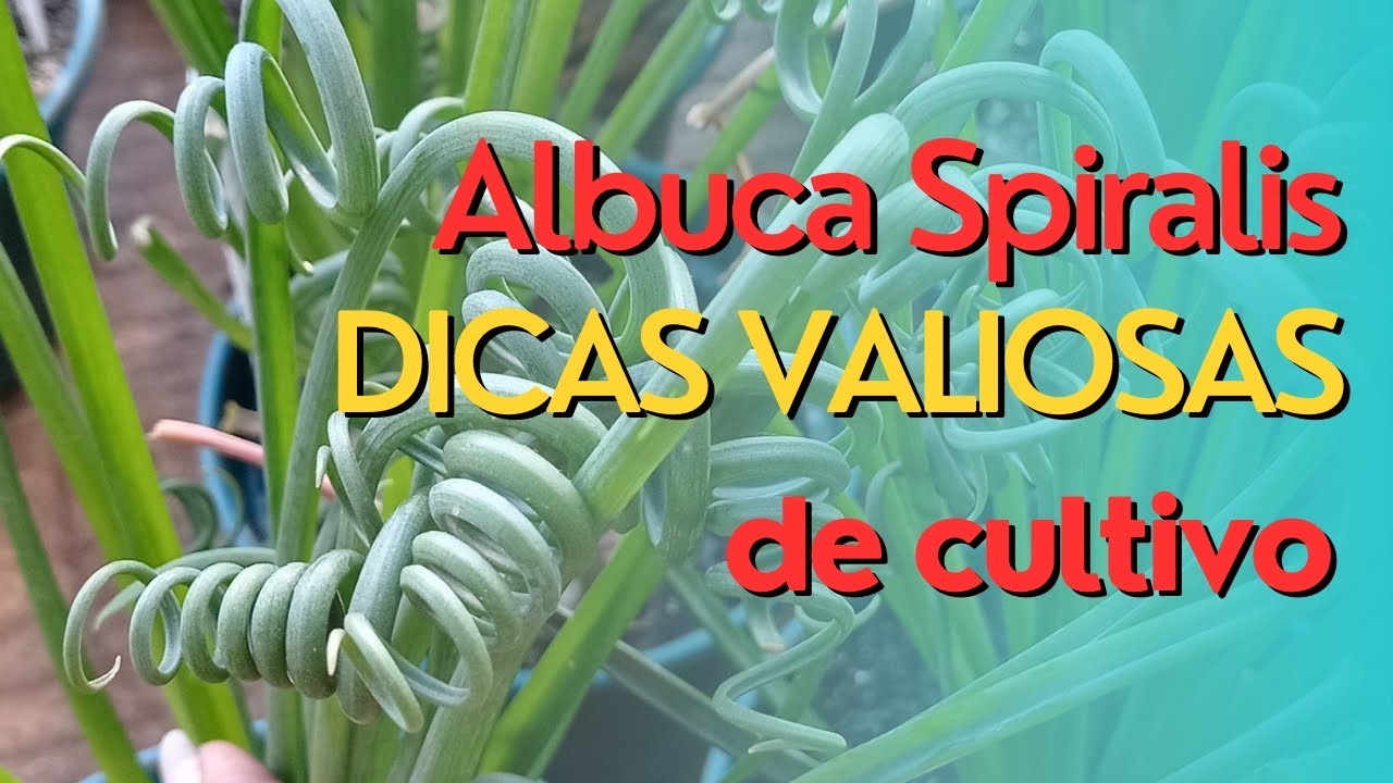 Albuca Spiralis dicas de cultivo, e dicas valiosas para seu substrato de suculentas.