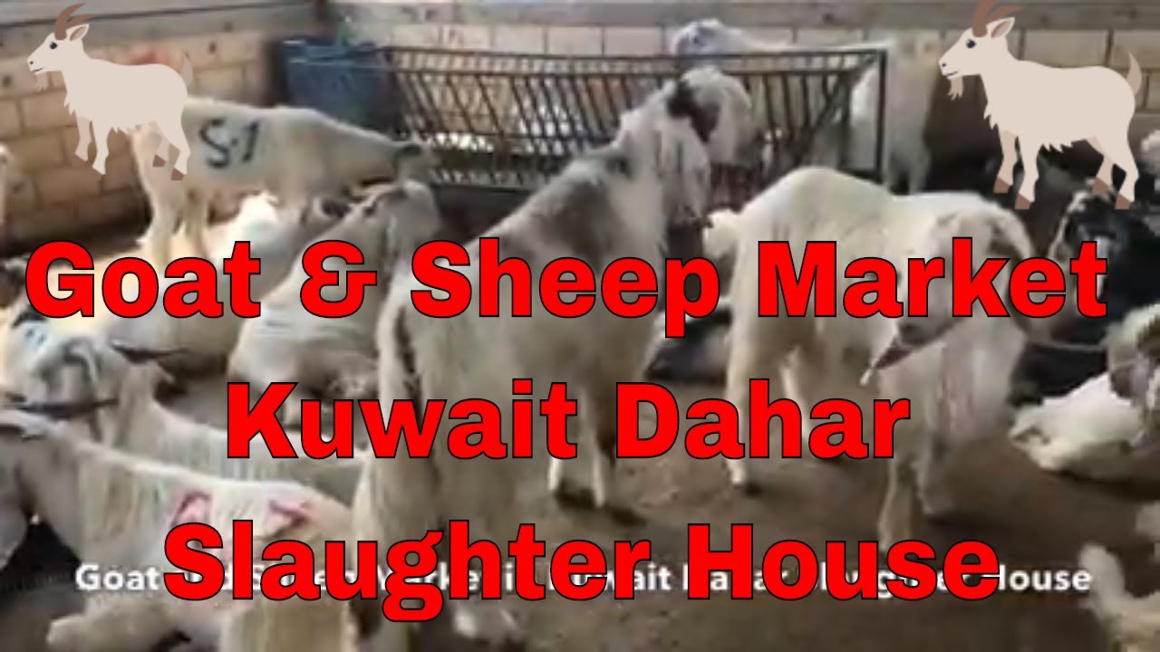 Goat and Sheep Market in Kuwait Dahar Slaughter House 