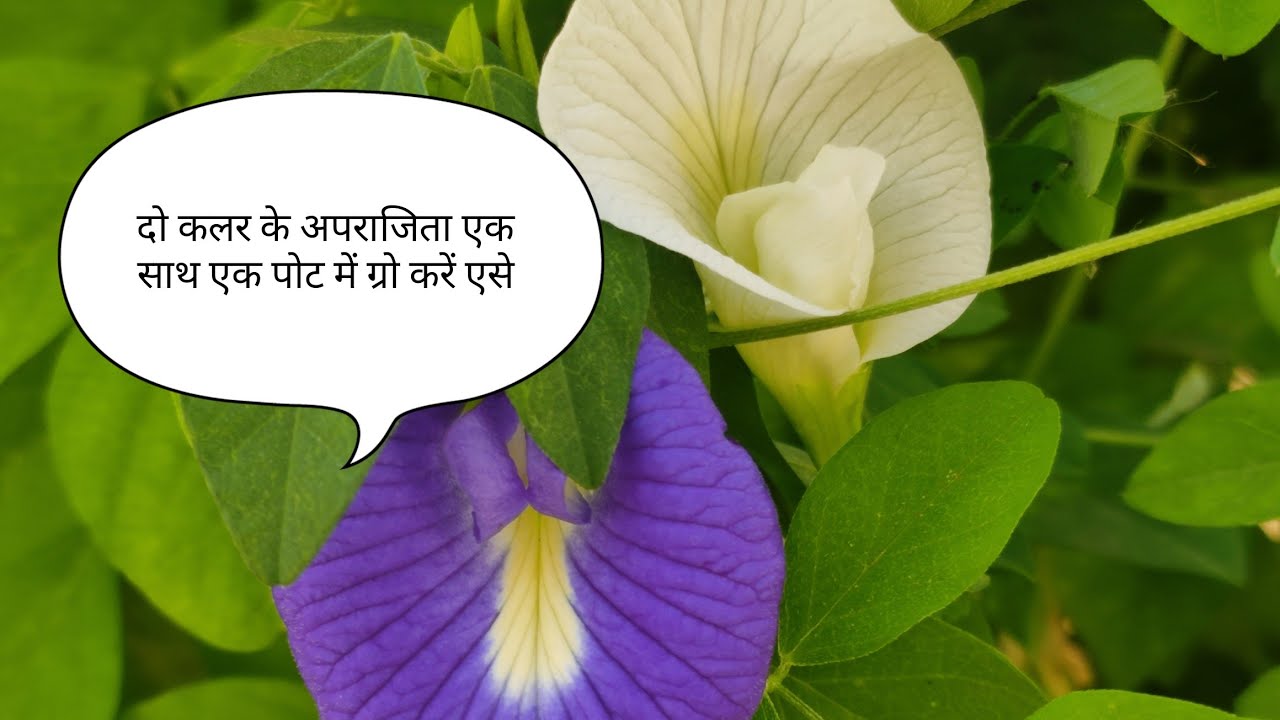 अपरजीता दो कलर के एक साथ एक पोट में ग्रो करें एसे ! 