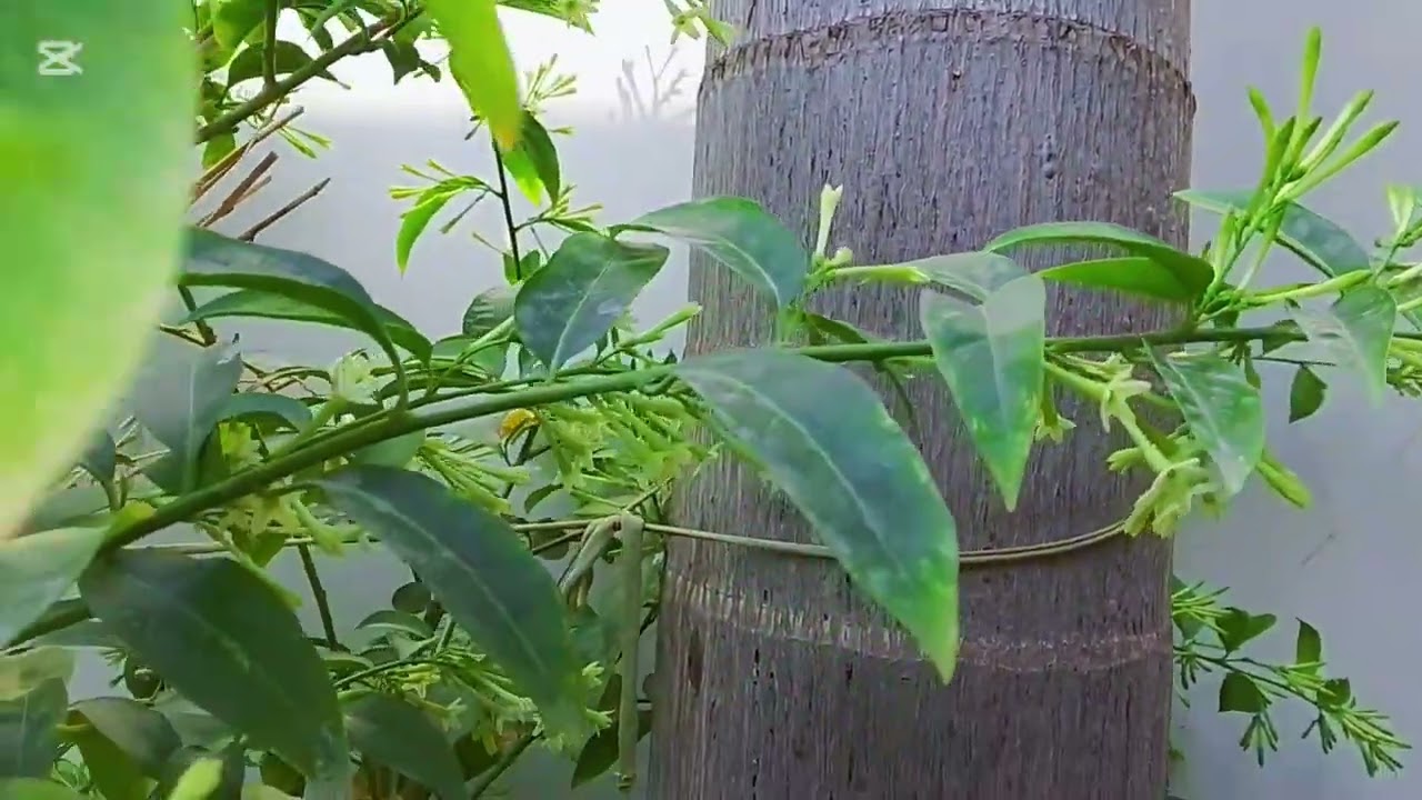 #Raat ki Rani ki khubsurti dekhen#videos garden   Aiday