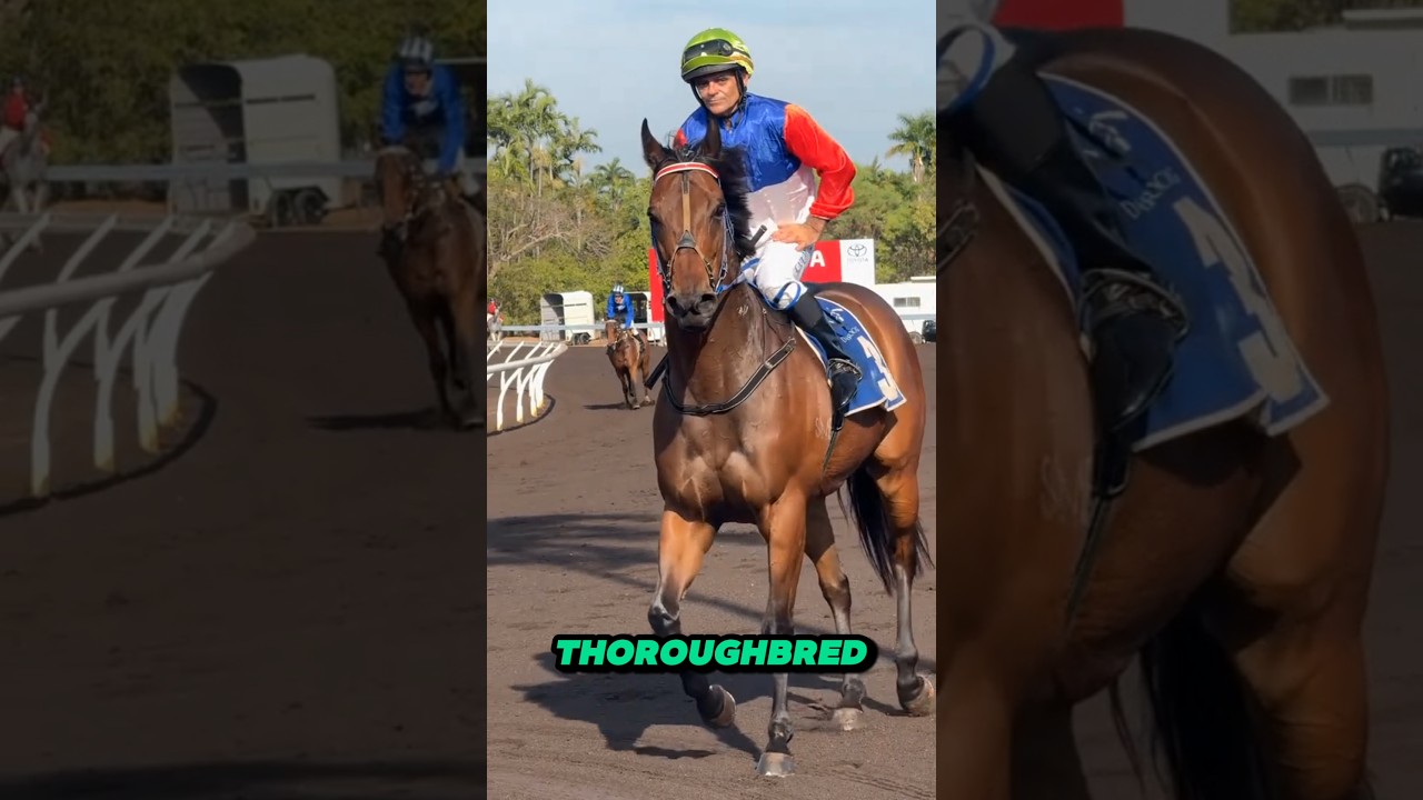 Thoroughbred Horse | Learn Animals With Gen Z #shorts#animals#horse
