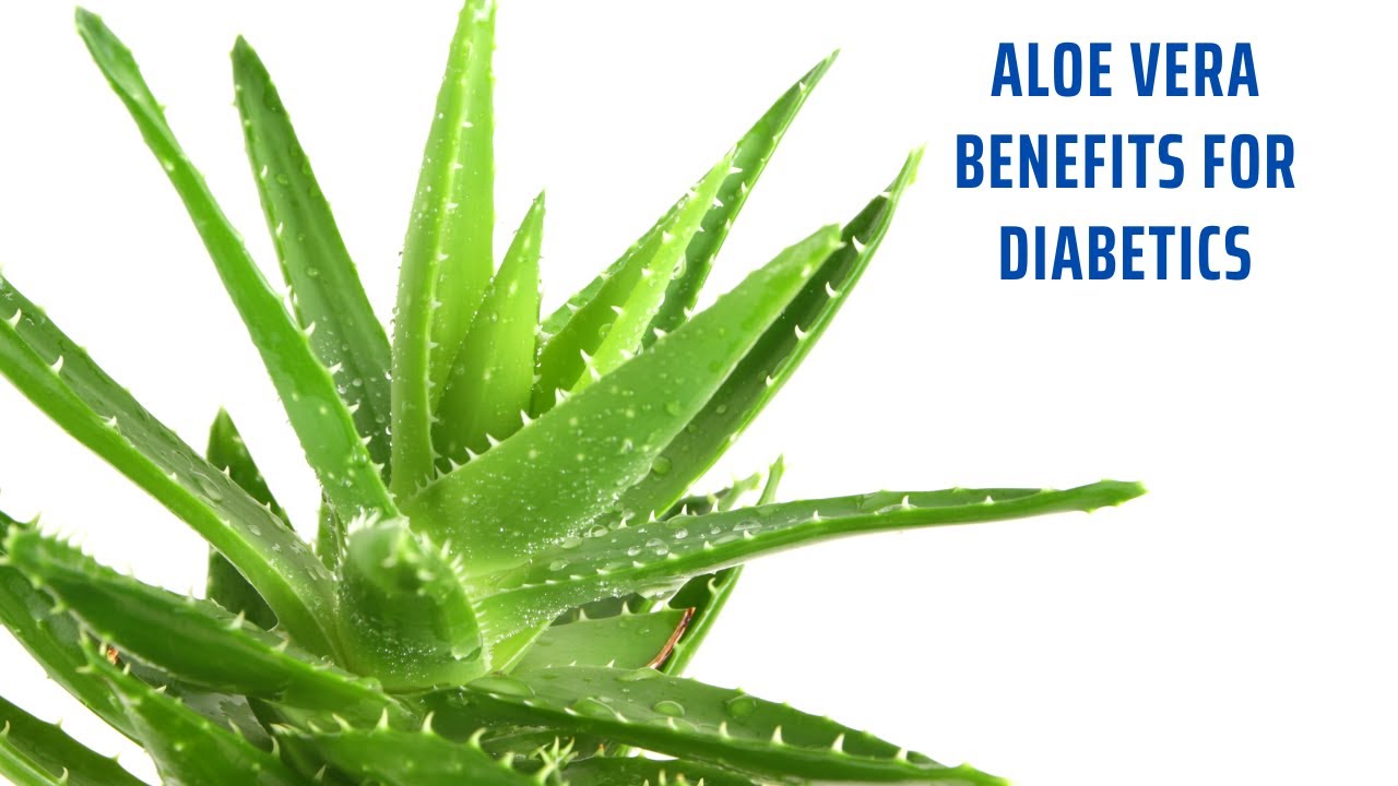Aloe Vera and Diabetes: What You Need to Know