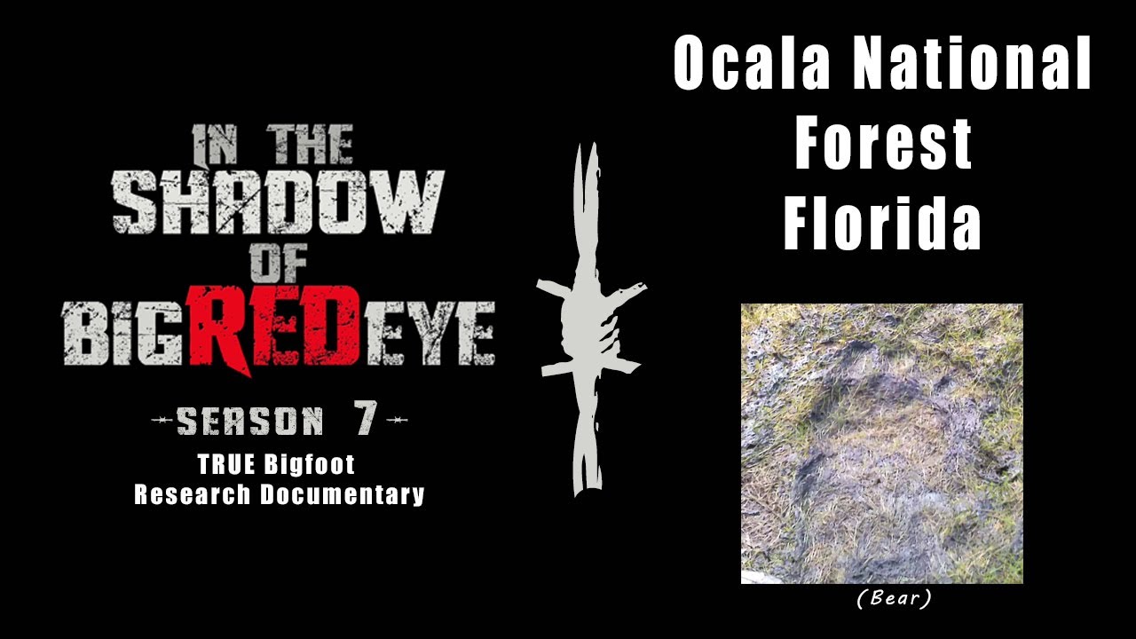 Ocala National Forest Bigfoot Investigation - In the Shadow of Big Red Eye