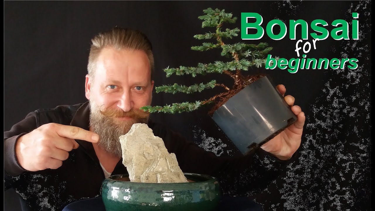 Wie gestaltet man einen Bonsai: Grundform 