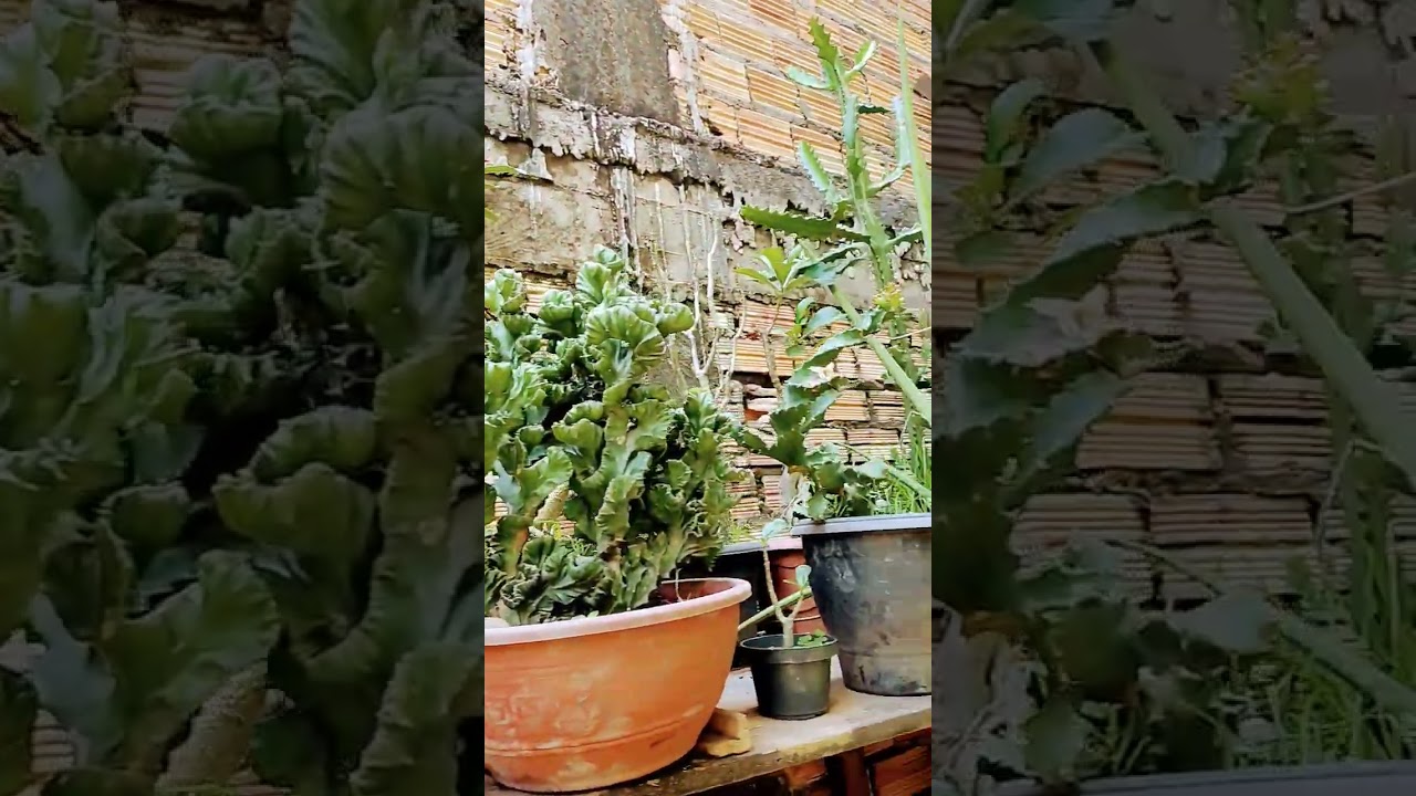 Cactos lindos