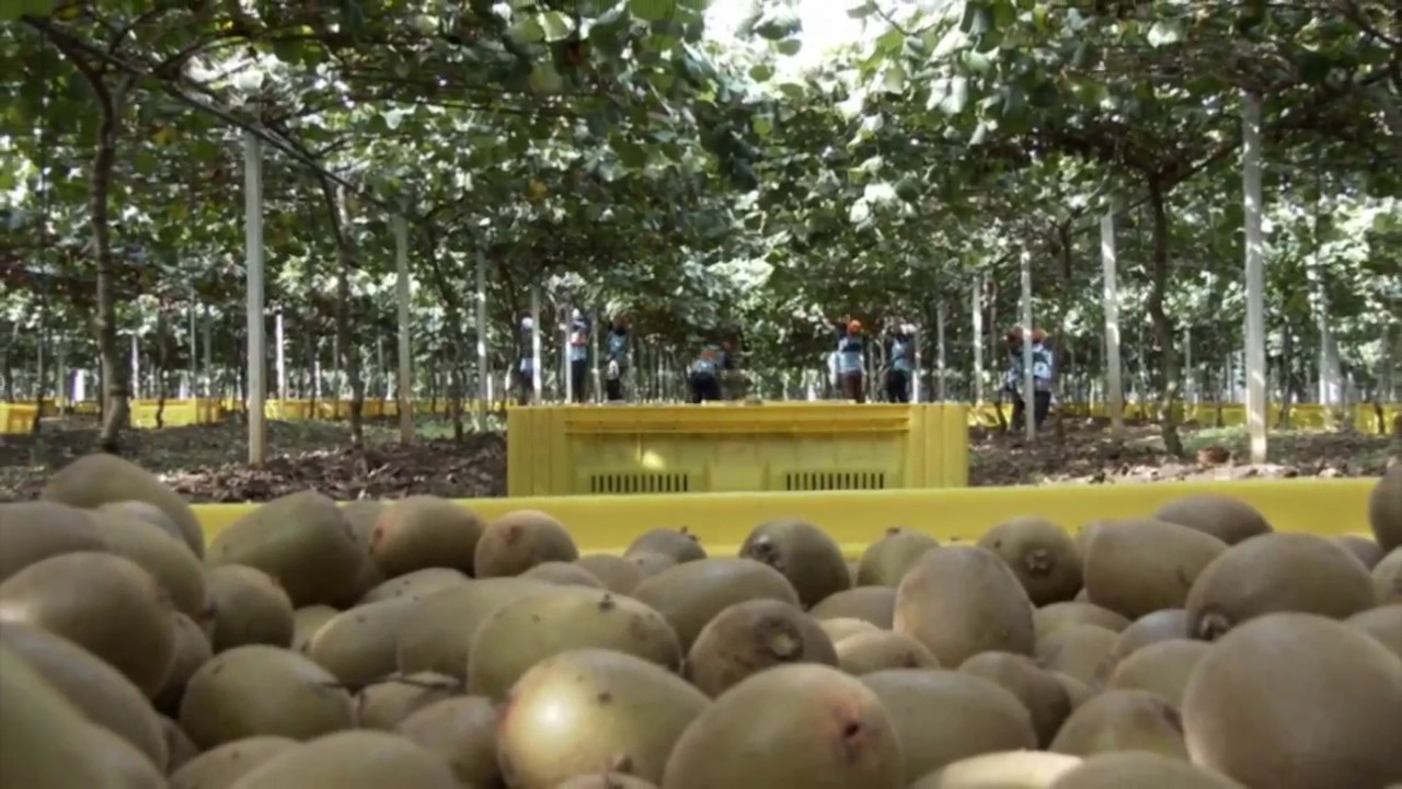 Zespri Kiwifruit in ‘Parola di Pollice Verde’