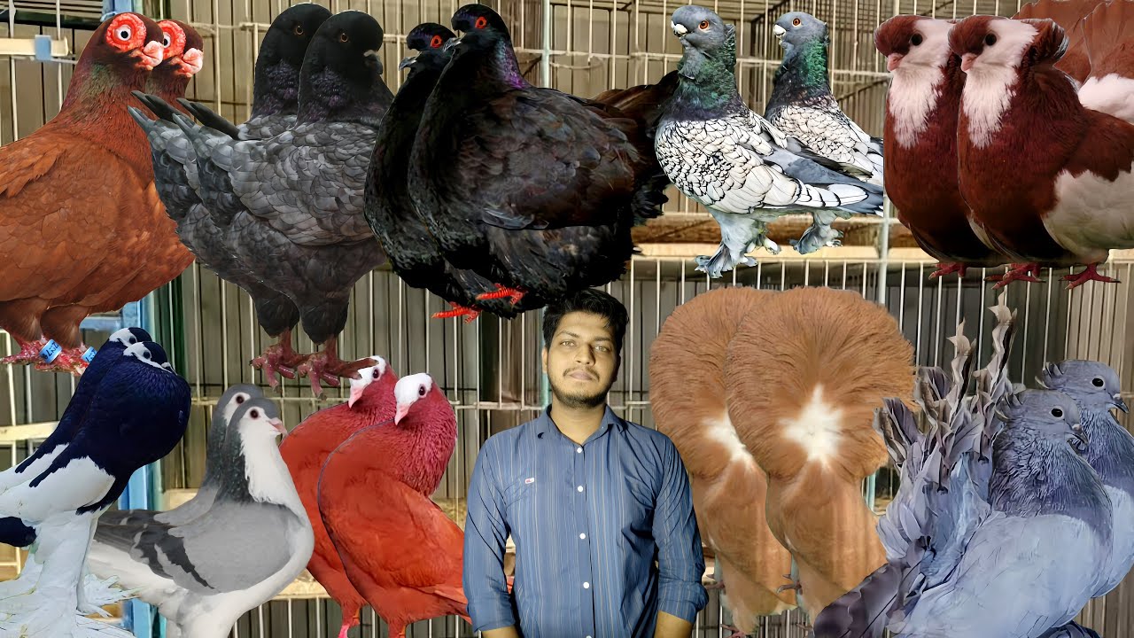 কম দামে সময়ের সেরা ফেন্সি কবুতর #bdkhamar #kobutorkhamar #pigeonhouse #pigeonlaver #kabutar #pets