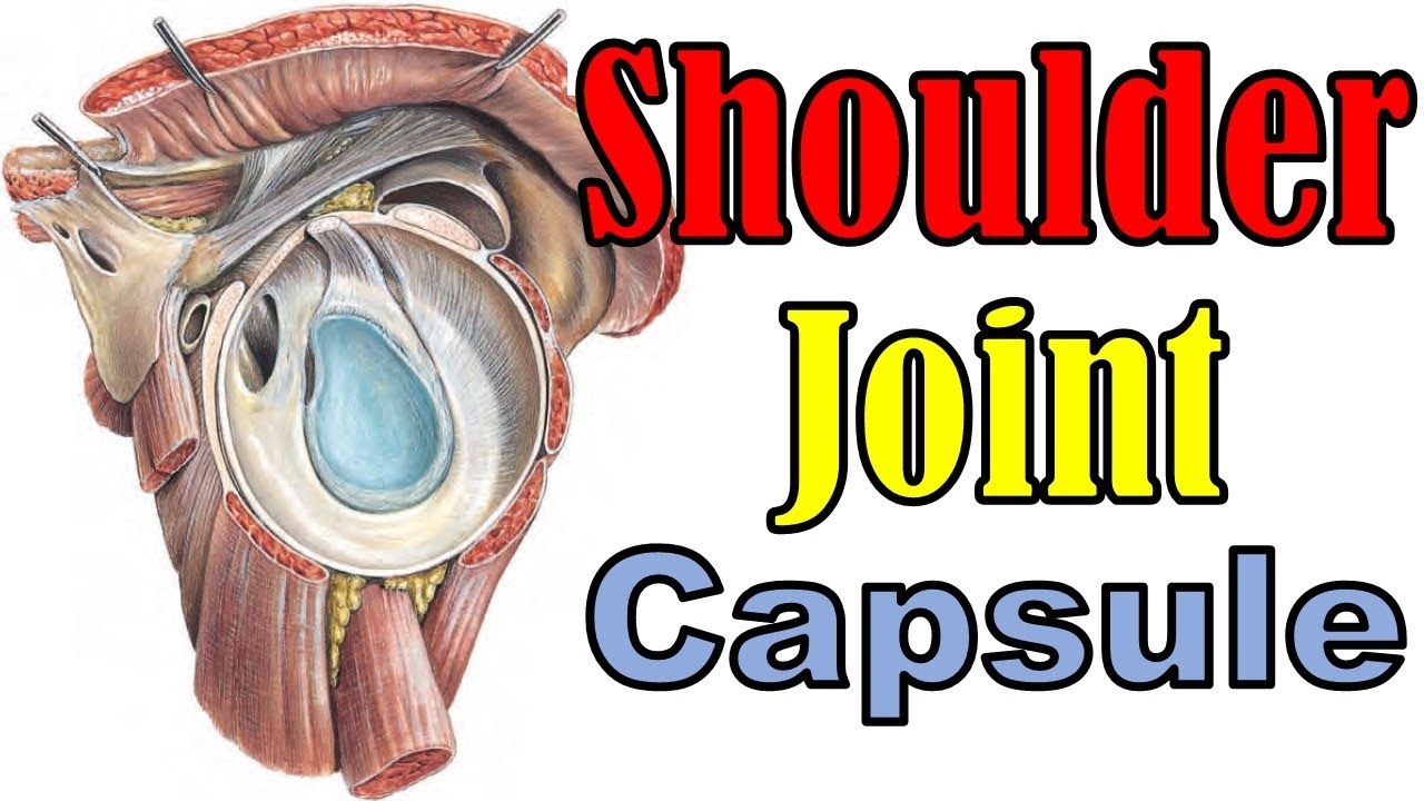 61. Shoulder Joint (1/5) || Upper Limb Joints (4/15) || كلية الطب - مادة التشريح || (M1---) || [63]