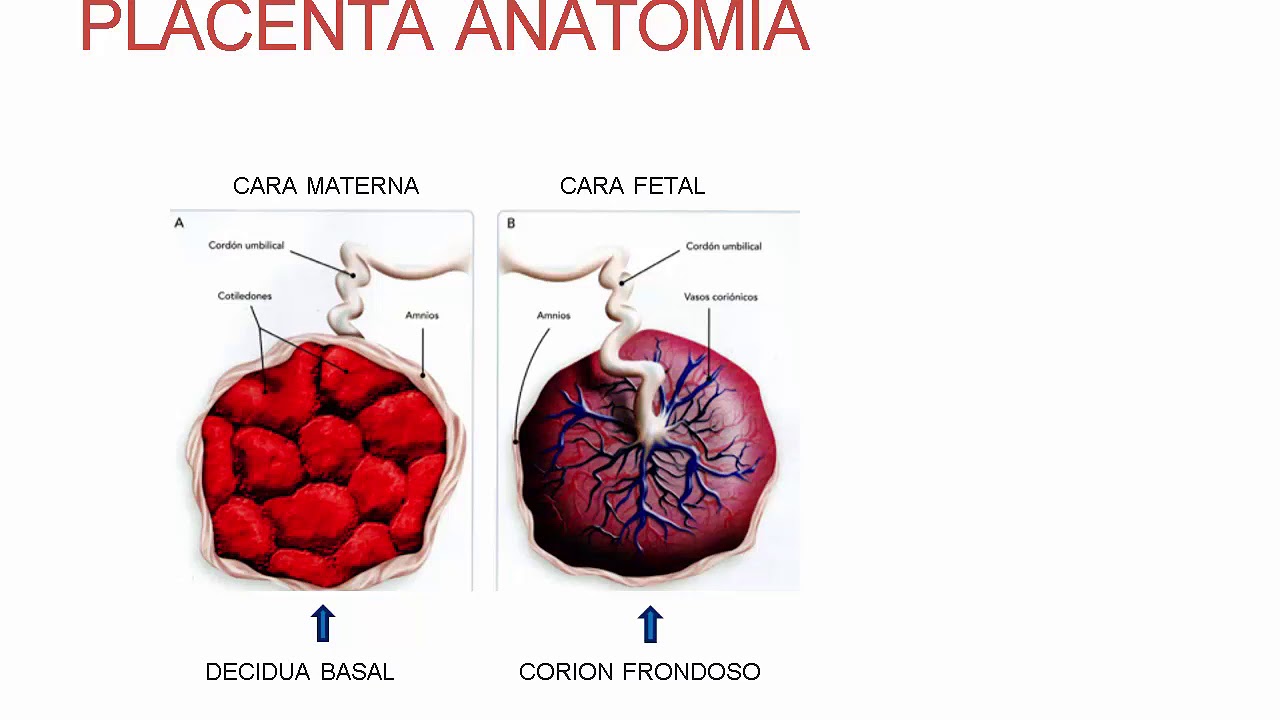 Morfología y Fisiología Placentaria - Obstetricia - Clase 1.3