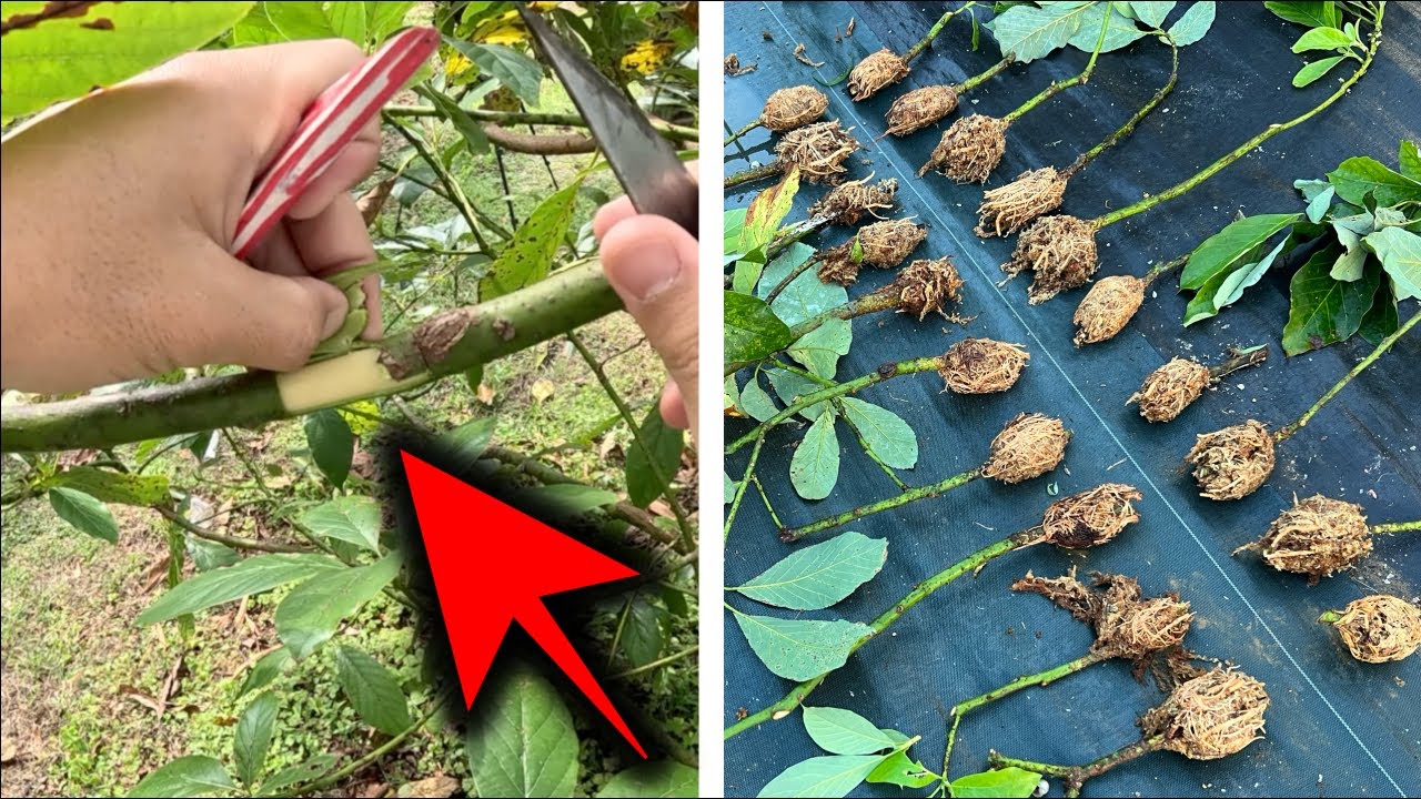Choose This Branch for a Root Explosion!【Amazing propagation method for avocados!】