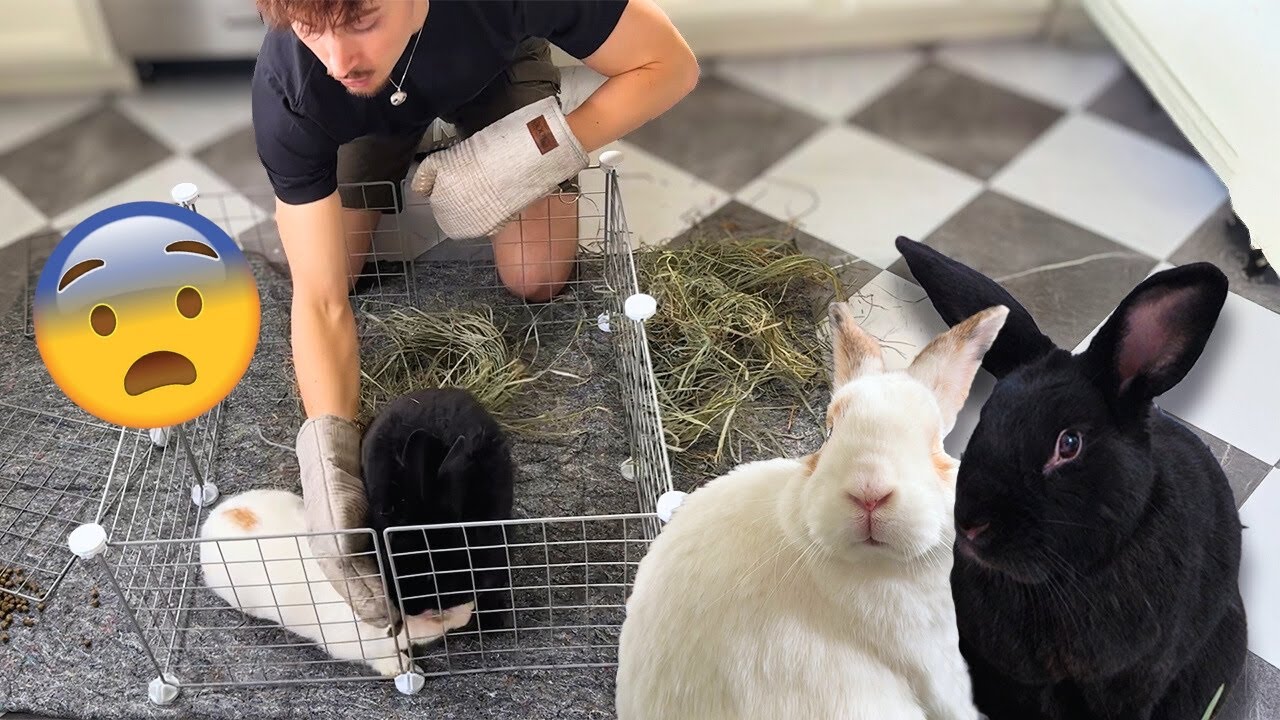Bonding My Rabbits...Here's How it Went 😨