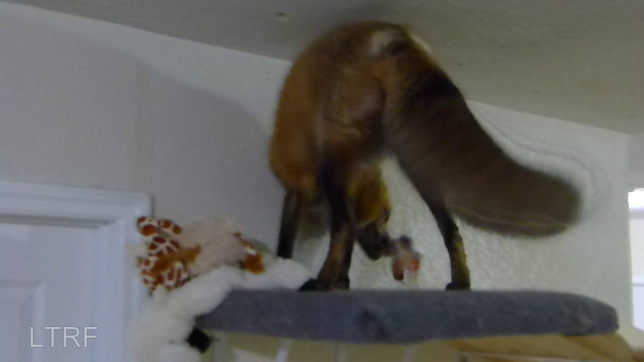 Loki the Red Fox has a girlfriend in the UK
