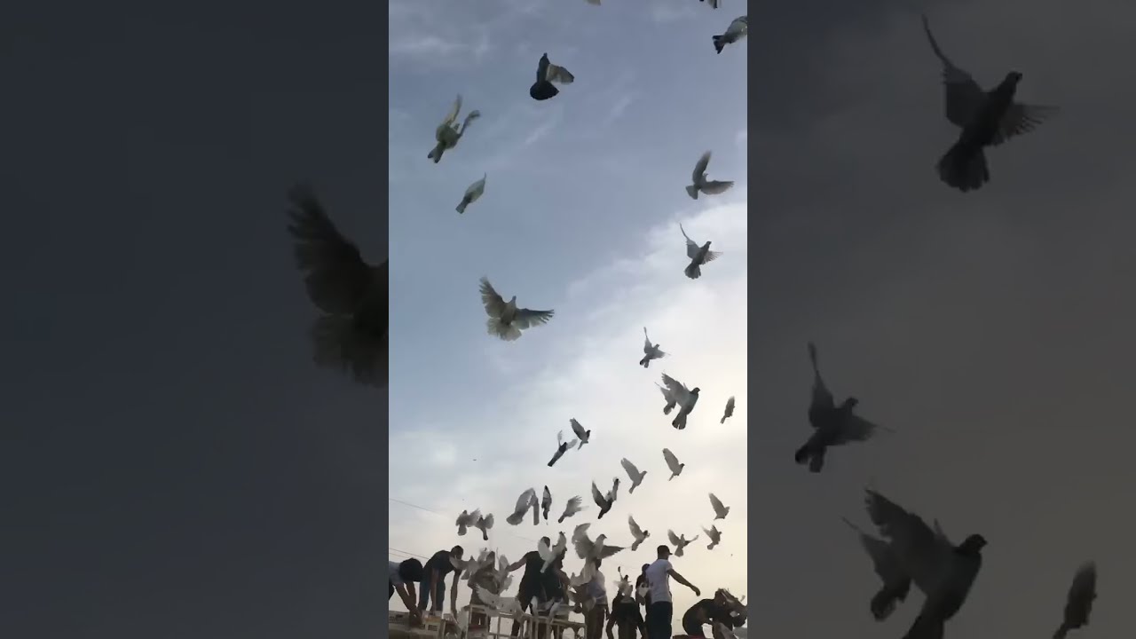 ١٠٠٠ طير فكة اهل الكسرة والتحدي الجديد ضد الحسينية والثعالبه والشعب