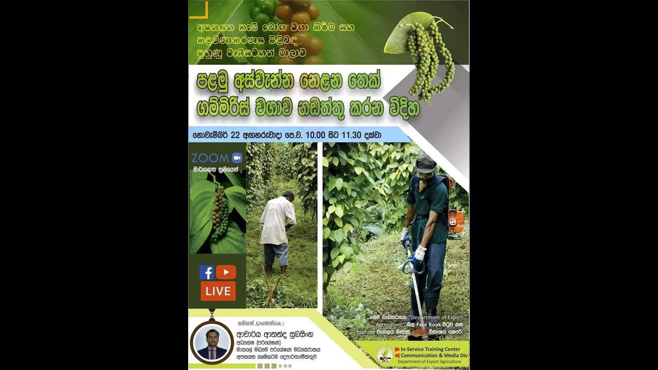 පළමු අස්වැන්න නෙළන තෙක් ගම්මිරිස් වගාව නඩත්තු කරන විදිහ