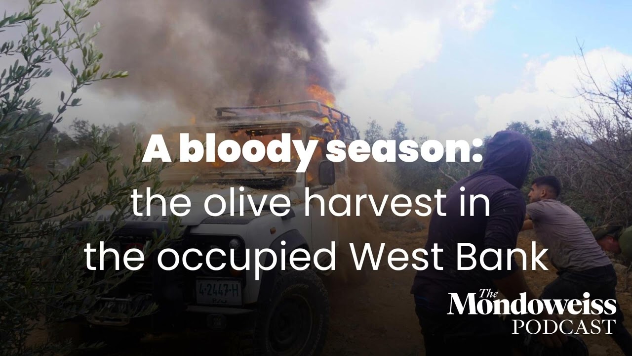 A bloody season: the olive harvest in the West Bank