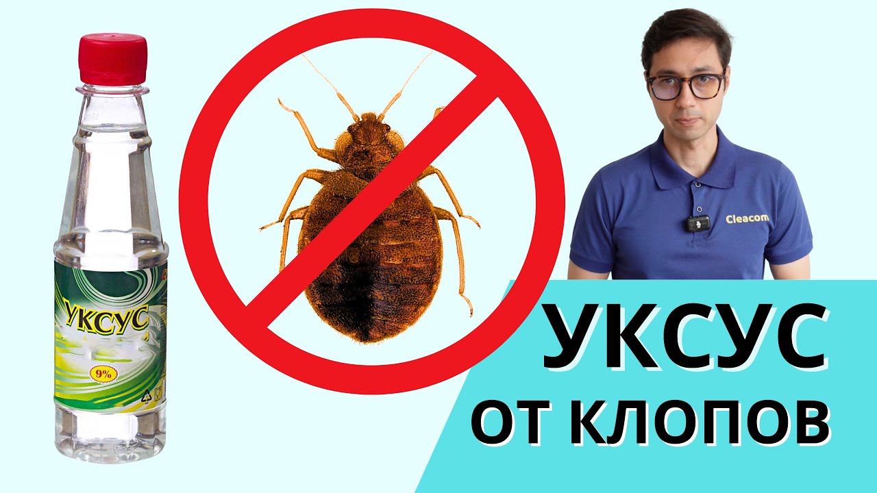 Уксус от клопов в квартире: травля народными средствами