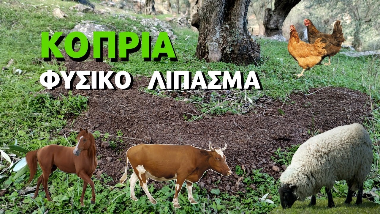 ΚΟΠΡΙΑ ΦΥΣΙΚΟ ΛΙΠΑΣΜΑ