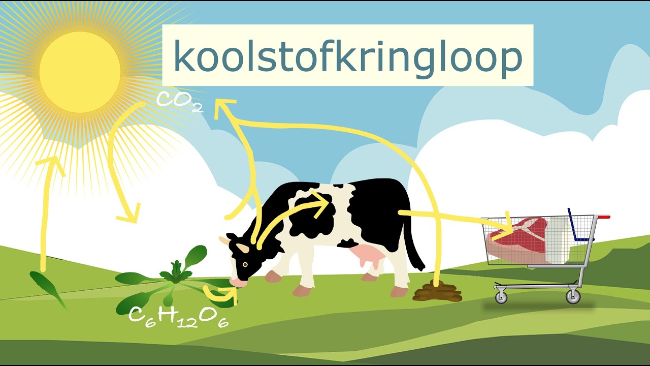 De koolstofkringloop