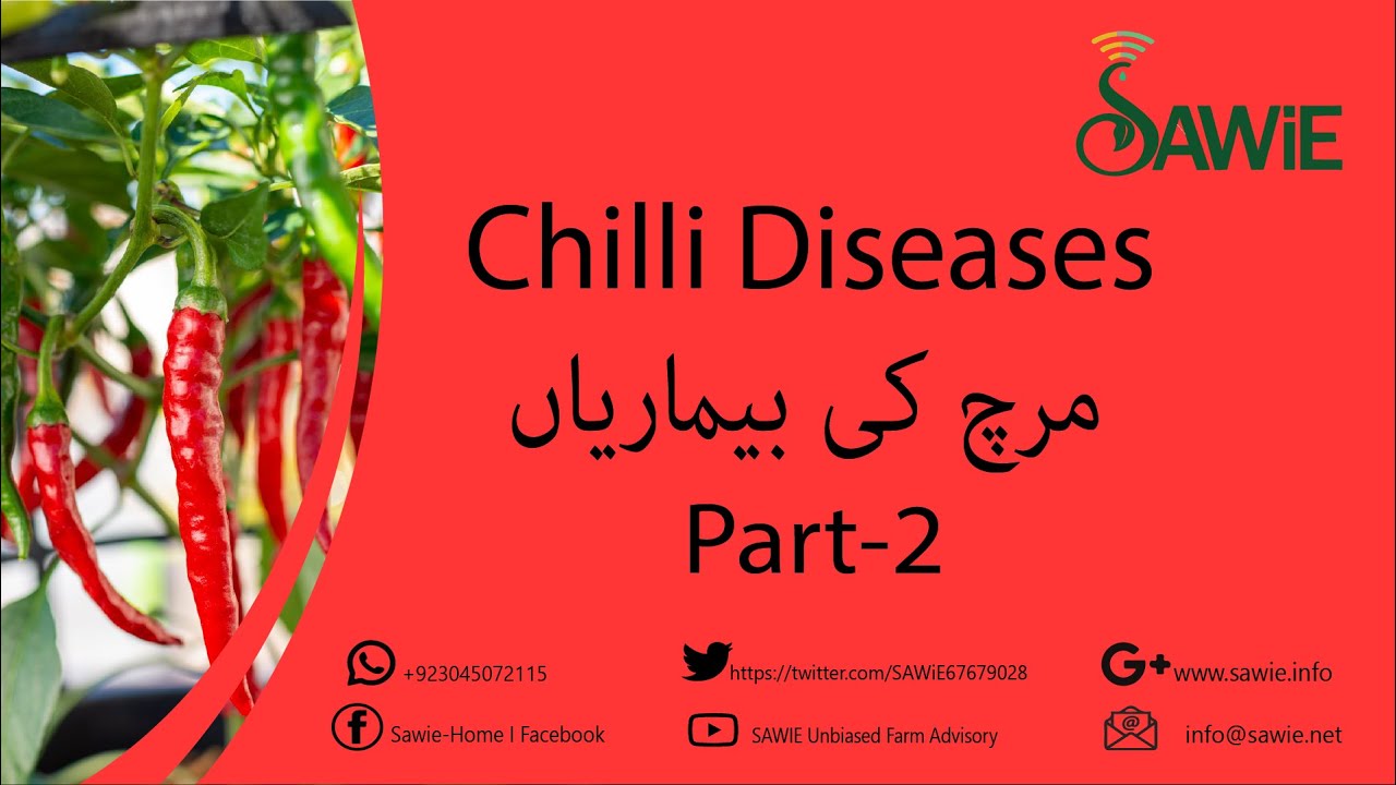 Chili Diseases |Damping Off | SAWiE | مرچ کی بیماریاں اوران کا انسداد