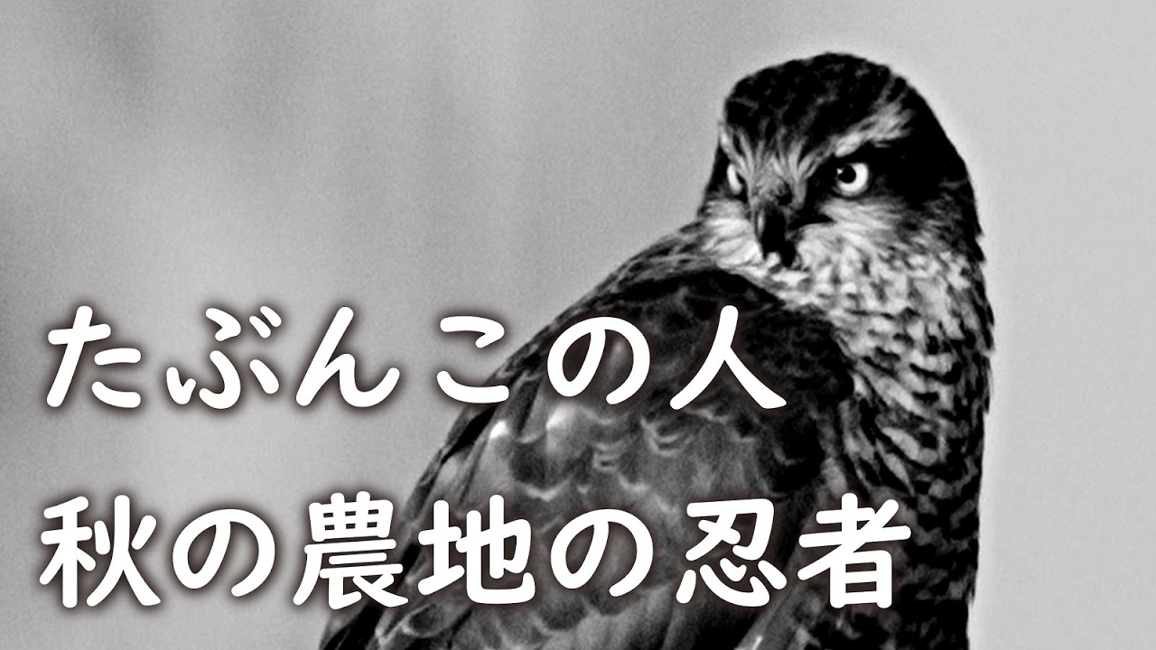 ハイタカ🦅農場鷹挑戦中