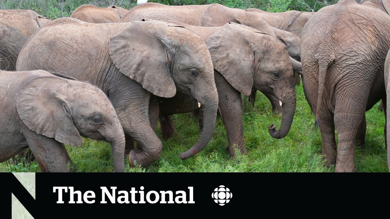 Getting orphaned elephants back in the wild